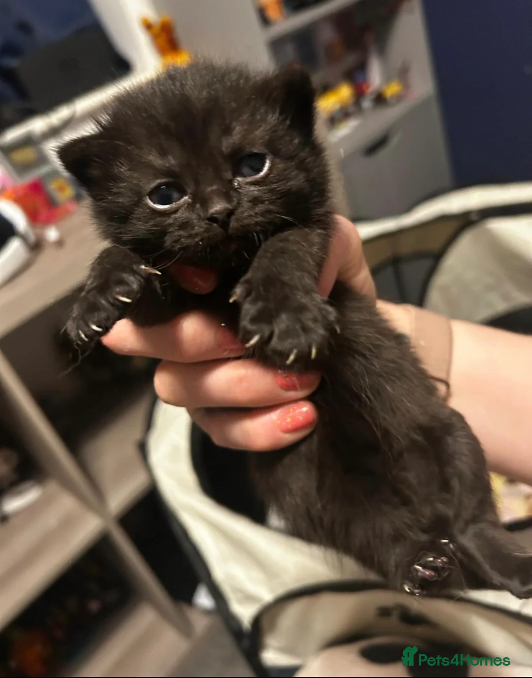 Mixed Breed cats for sale: 4 beautiful black Kittens (1/4 British short hair) in Nottingham - Advert 2