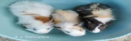 Guinea Pig rodents for sale: Baby Guinea Pigs Ready now in Glastonbury - Advert 4