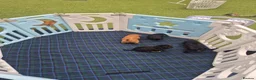 Yorkiepoo dogs for sale: Yorkiepoo Puppies - Advert 8