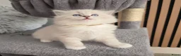 Ragdoll cats for sale: 🩷TICA registered Ragdolls🩷 - Advert 17