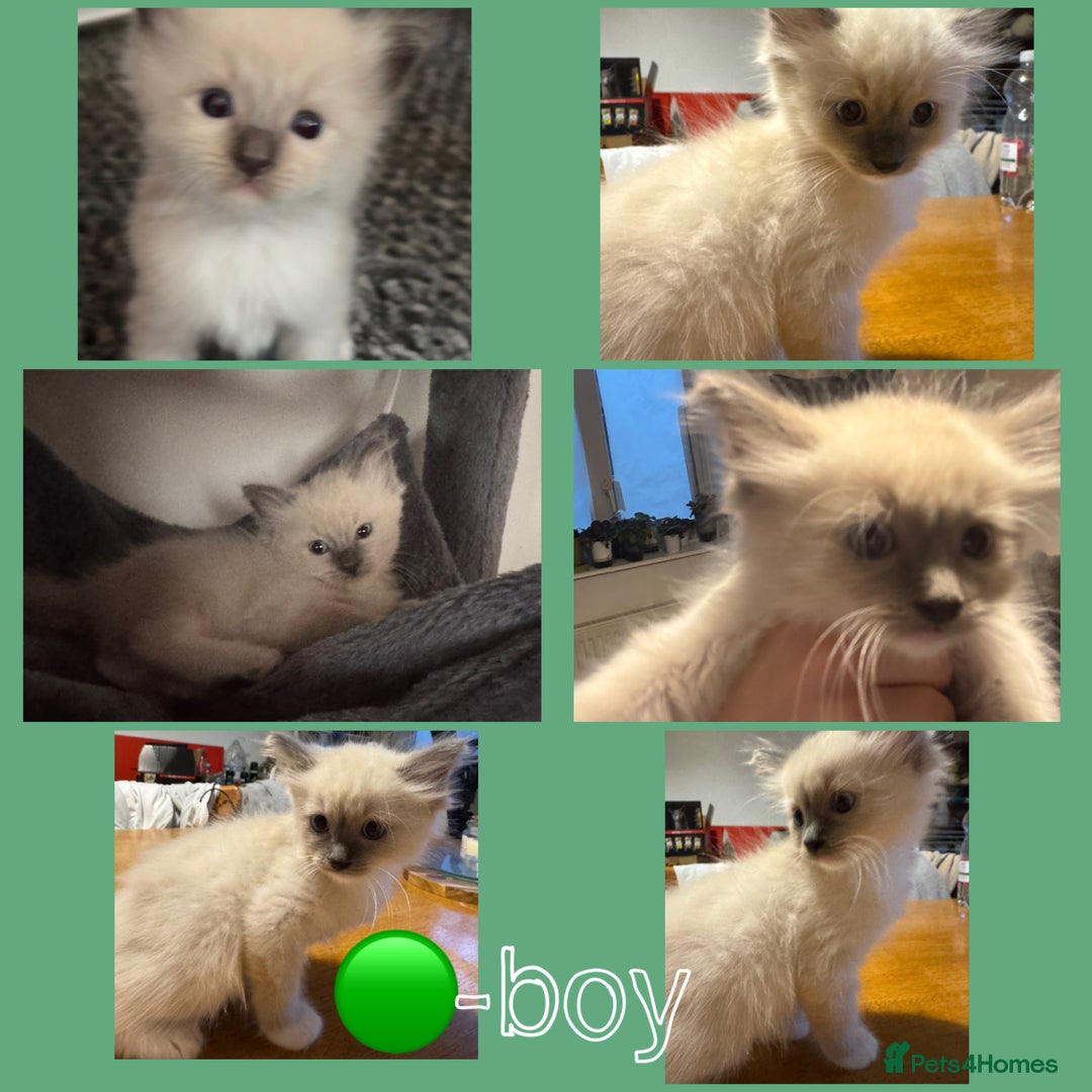 Ragdoll cats for sale: Ragdoll kittens for sale in Romford - Image 4
