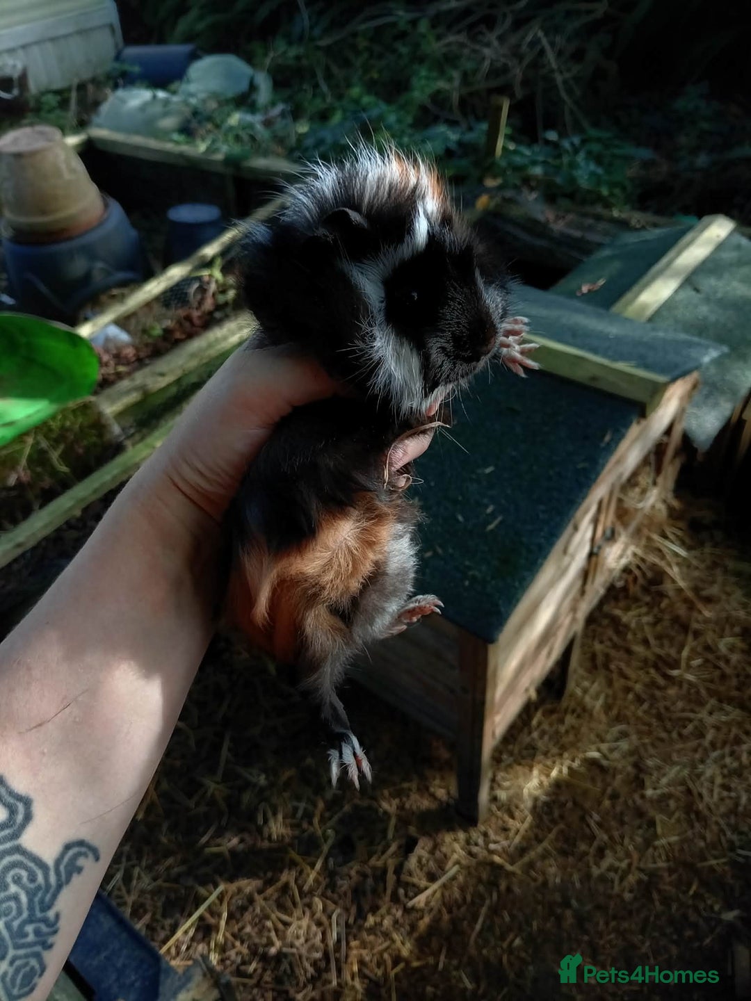 Guinea Pig rodents for sale: 4 Female guinea piggies available now - Advert 2