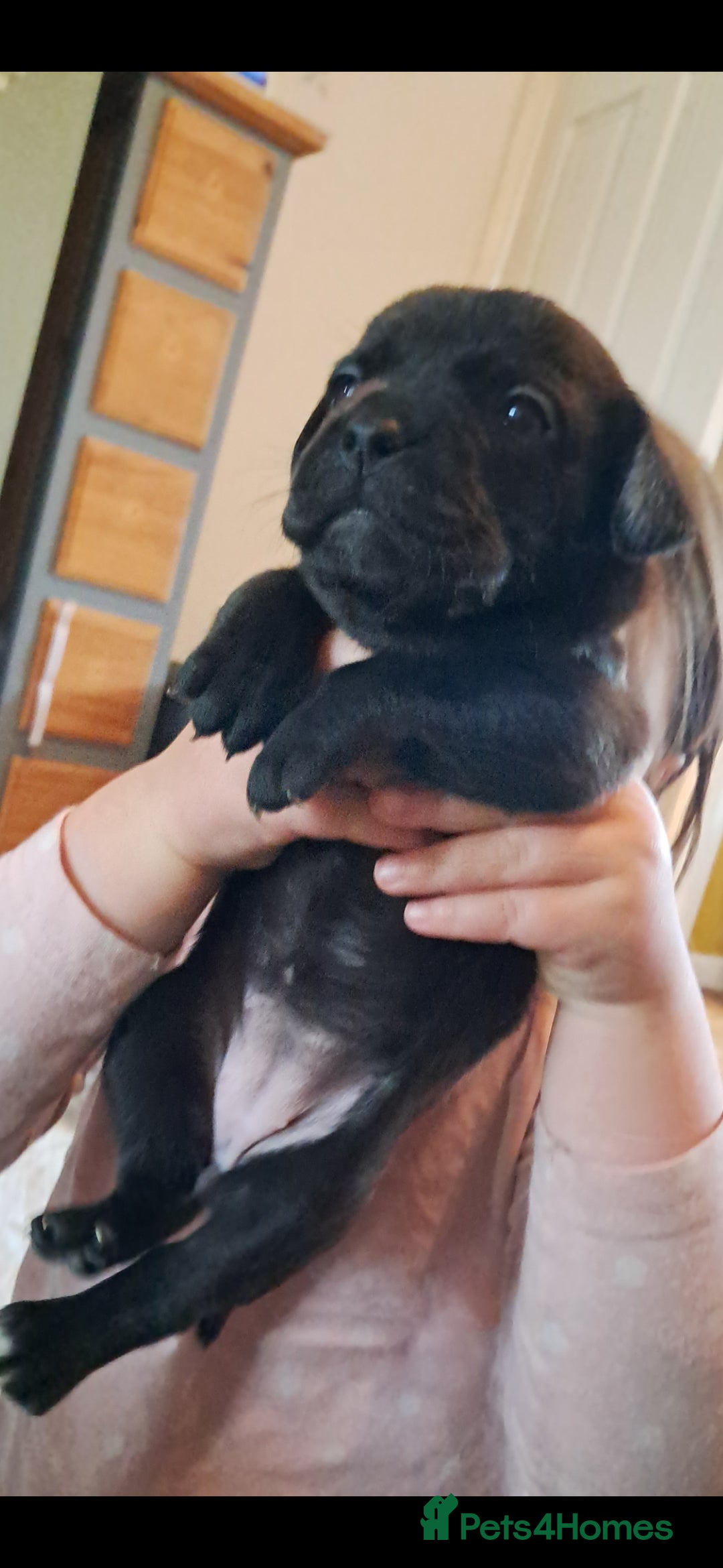 Mixed Breed dogs for sale: Frenchbulldog cross puppies  - Image 10
