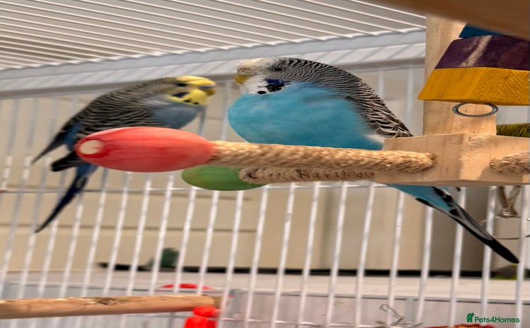 Budgerigars birds - Advert 6