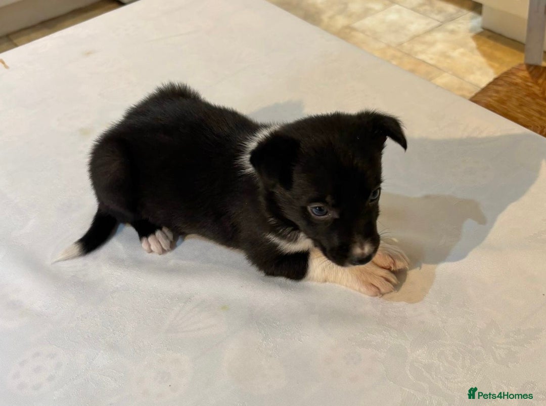 Border Collie dogs for sale: Border Collie pups for sale - Advert 11