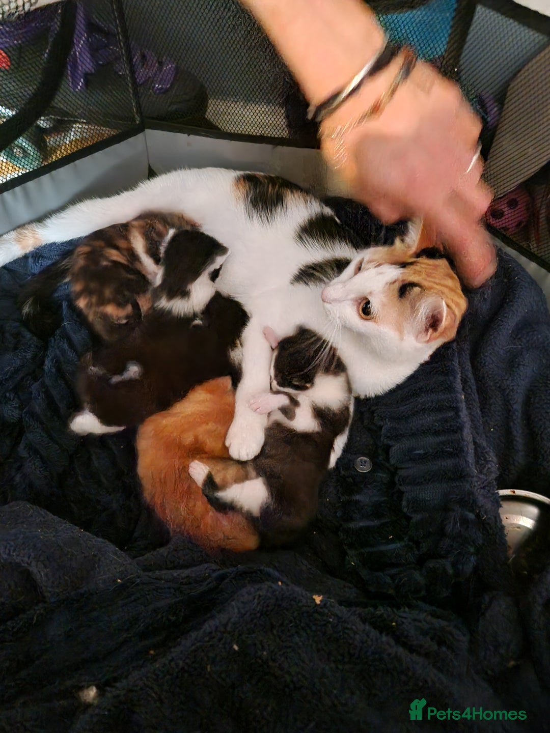 Burmese cats for sale: 4 kittens in need of forever homes!! - Advert 7