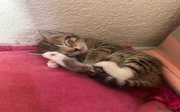 Mixed Breed cats for sale: Playful kittens for sale  - Image 7