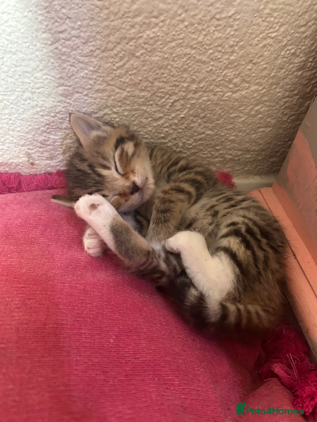Mixed Breed cats for sale: Playful kittens for sale  - Image 7