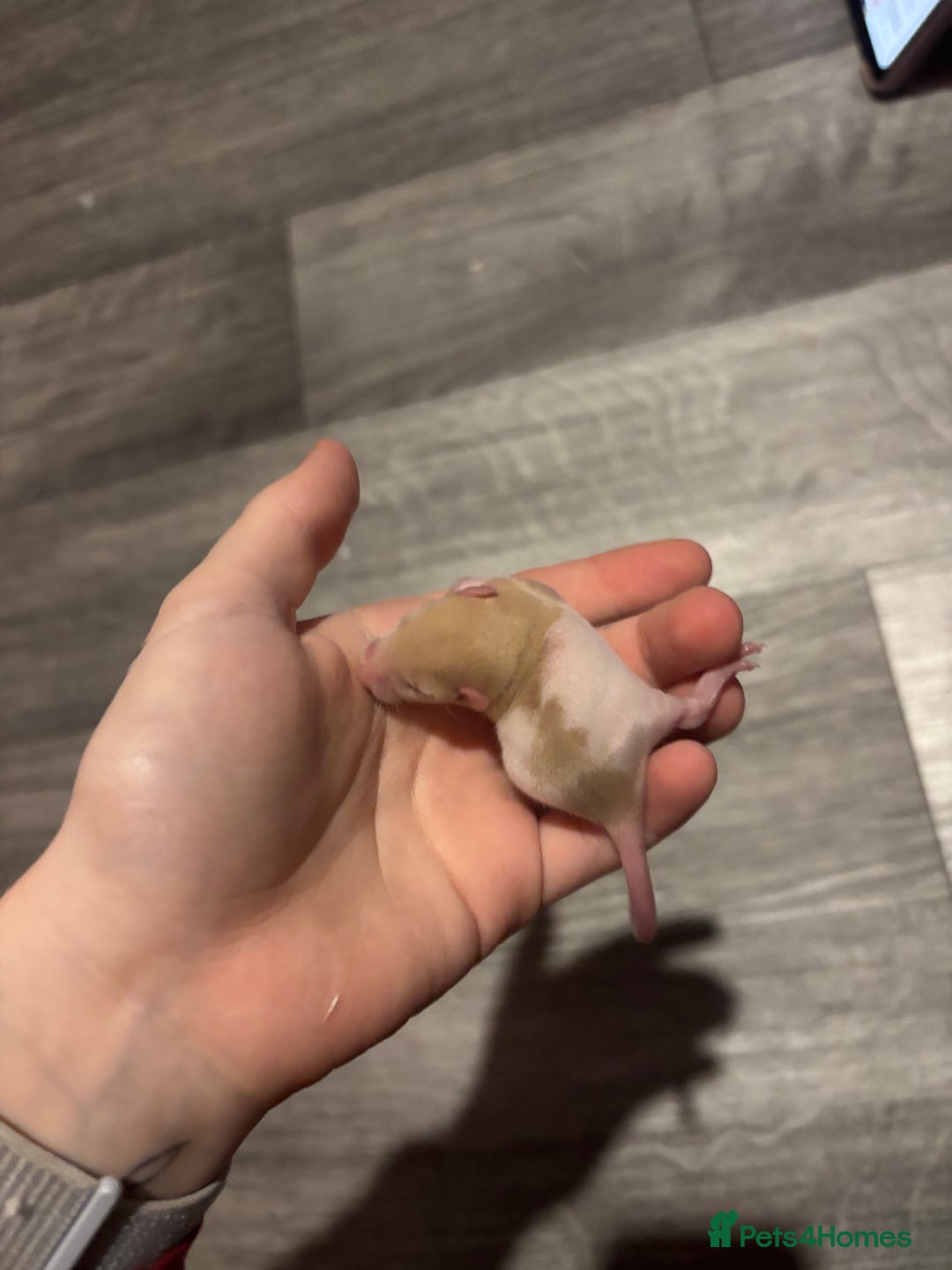 Rat rodents for sale: BABY RATS FOR SALE ( end of jan / start of feb) - Advert 10