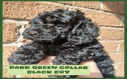 Cockapoo dogs for sale: READY NOW 5* F2B Merle Cockapoos - Image 4