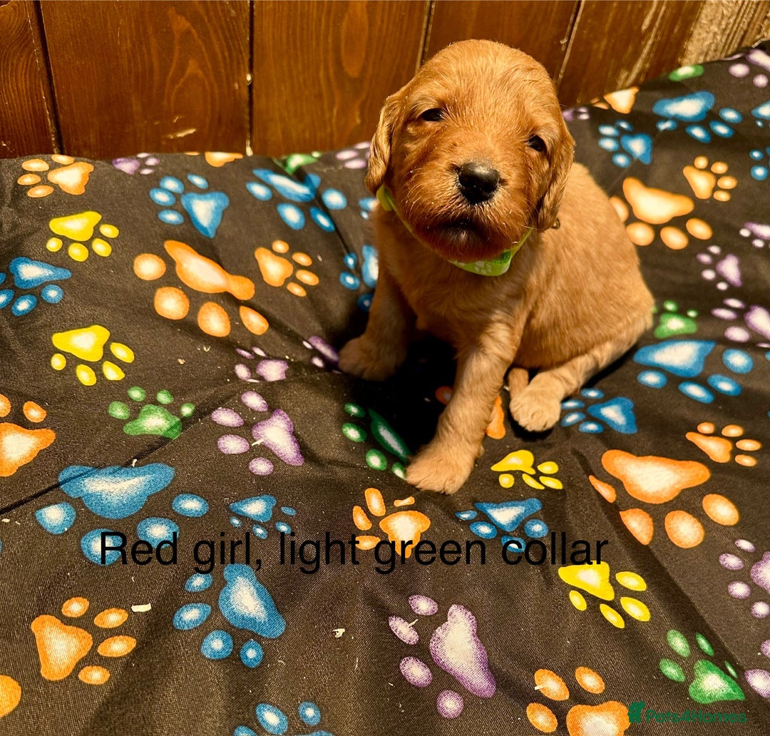 Labradoodle dogs for sale: Miniature Labradoodles from experienced breeder  - Advert 10