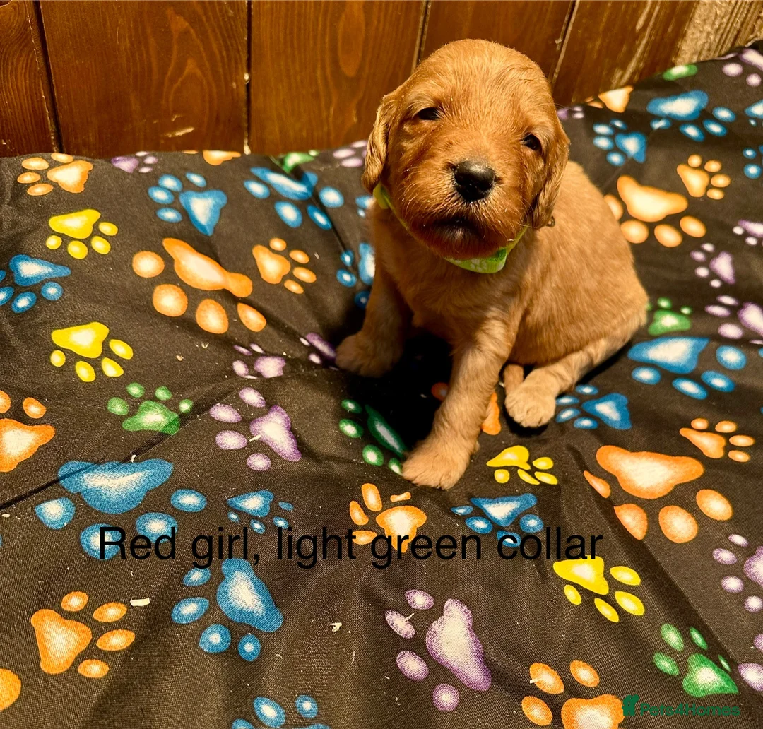 Labradoodle dogs for sale: Miniature Labradoodle from experienced breeder  - Advert 9