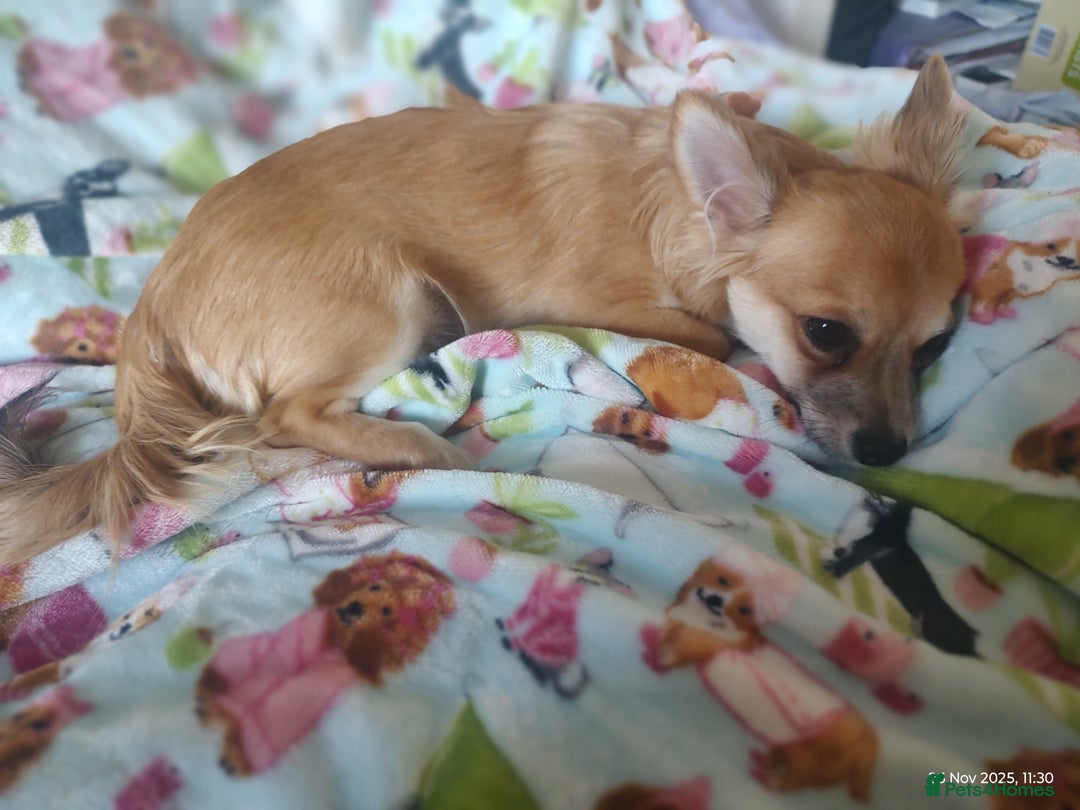 Chihuahua dogs for sale: Adorable Loving hand reared ready now Chihuahuas - Advert 21