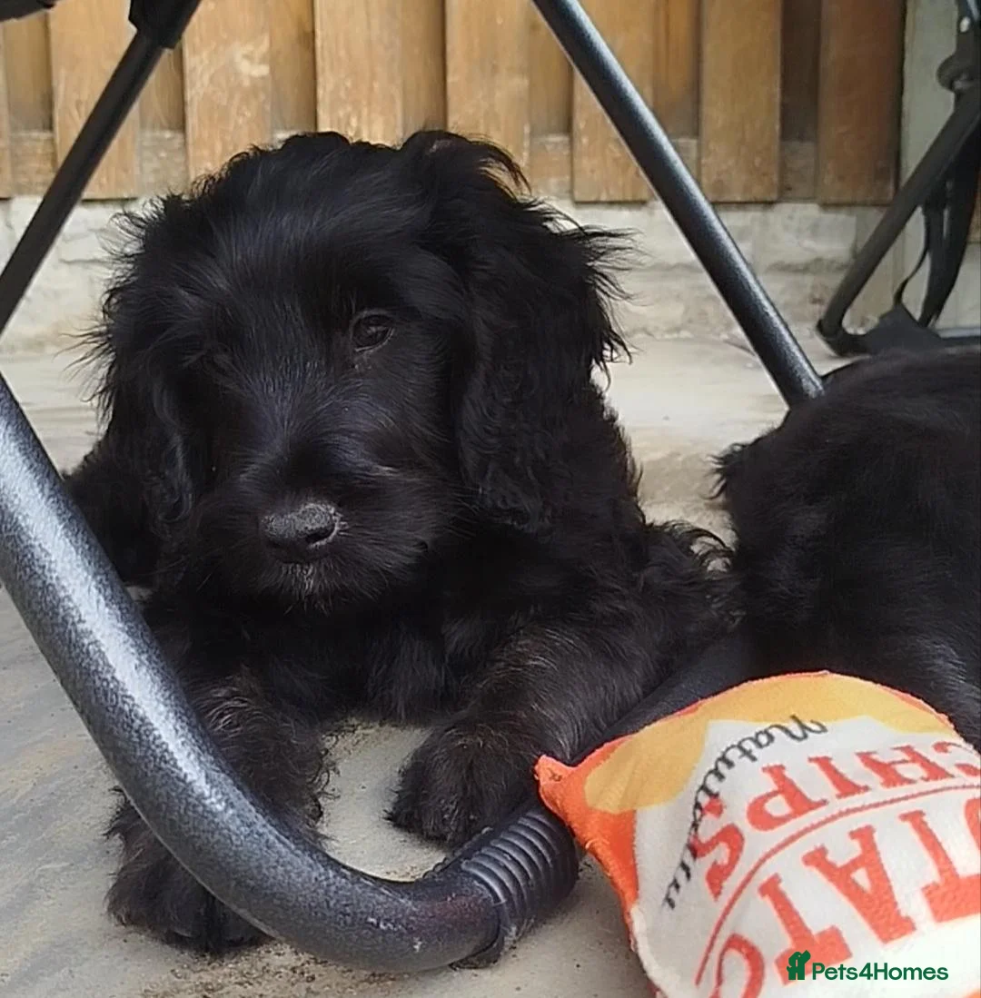 Cockapoo dogs for sale: Little boy waiting to complete your family 🩵 - Advert 1