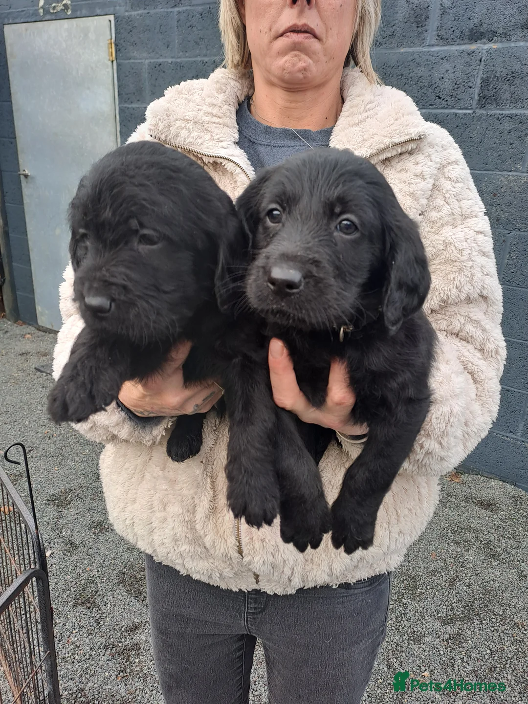 Labradoodle dogs for sale: Standard Labradoodle pups - Advert 2