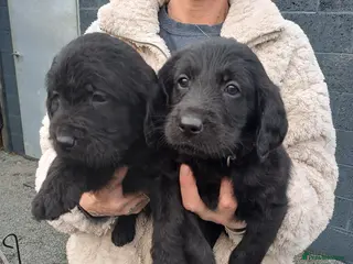 Labradoodle dogs F1 Standard Labradoodle pups - Advert 6