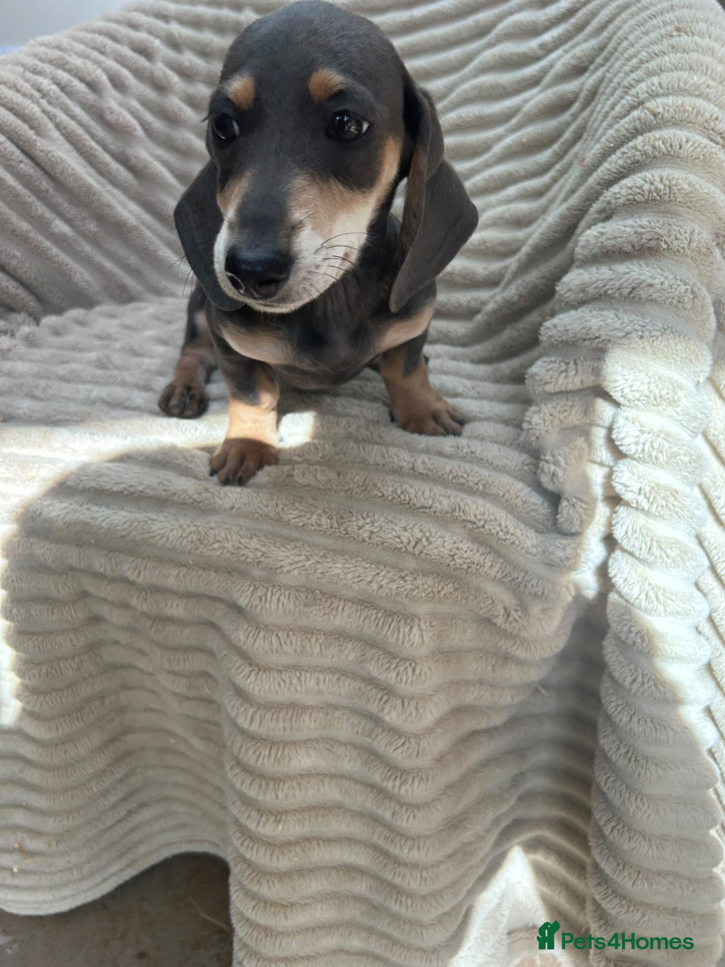 Miniature Dachshund dogs *** mini dachshund ** - Advert 1