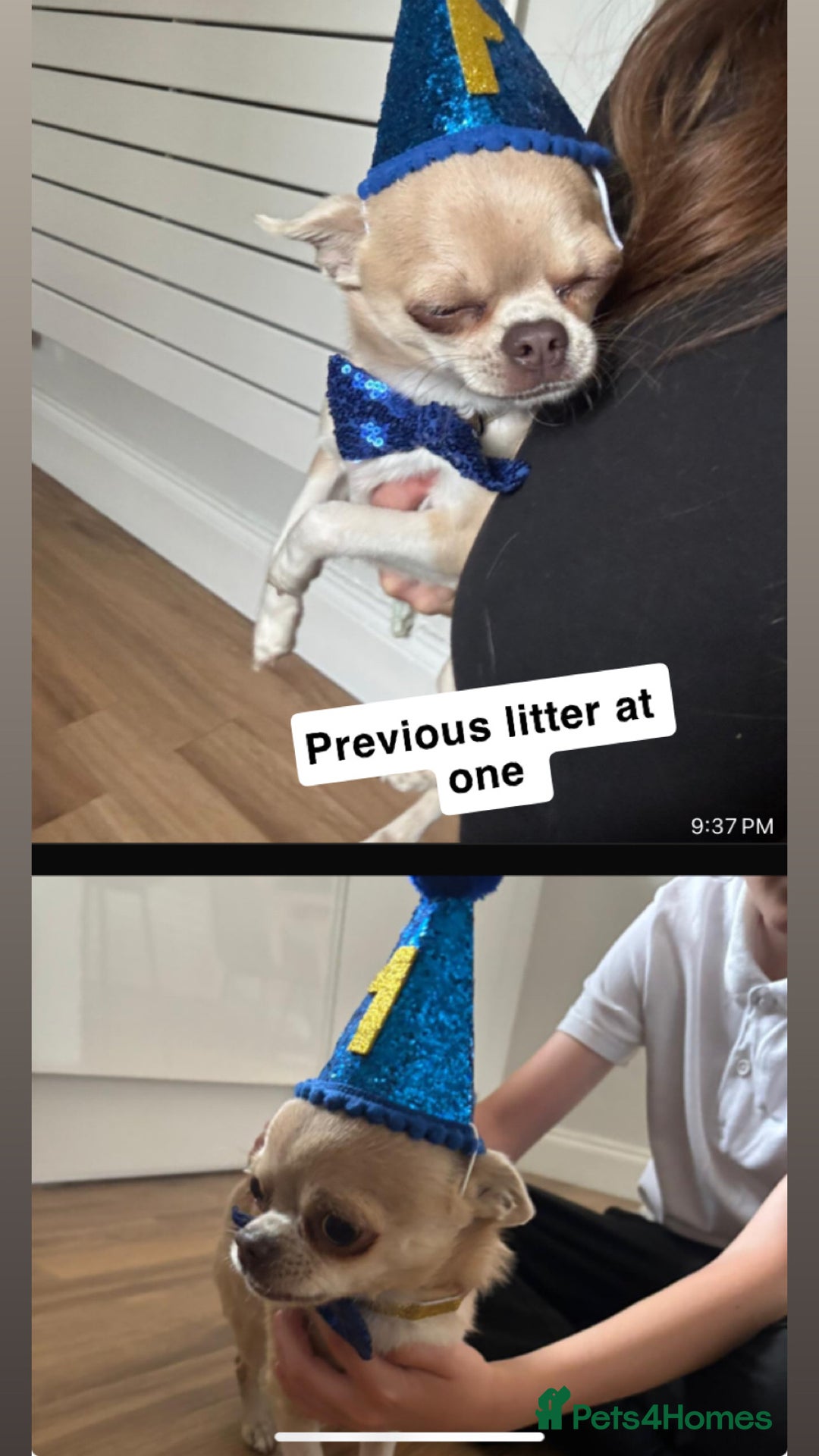 Chihuahua dogs for sale: ❤️Health tested tiny Chihuahua puppies❤️ - Image 13