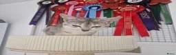 Abyssinian cats for stud: Pure Silver Abyssinian Stud  - Advert 3