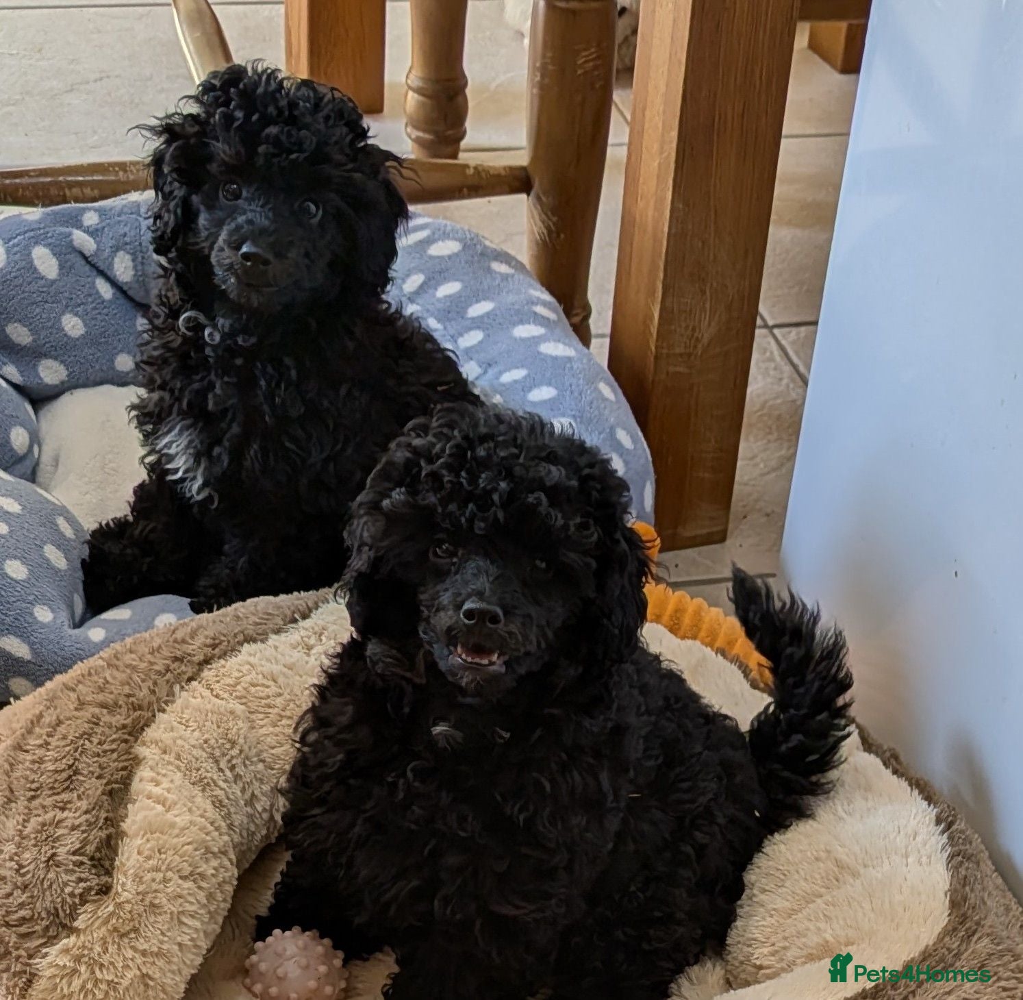 Toy Poodle dogs Toy poodle girls KC , fully vac 12 weeks old  - Advert 1