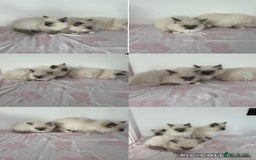 Ragdoll cats for sale: Beautiful ragdoll kittens  - Image 23
