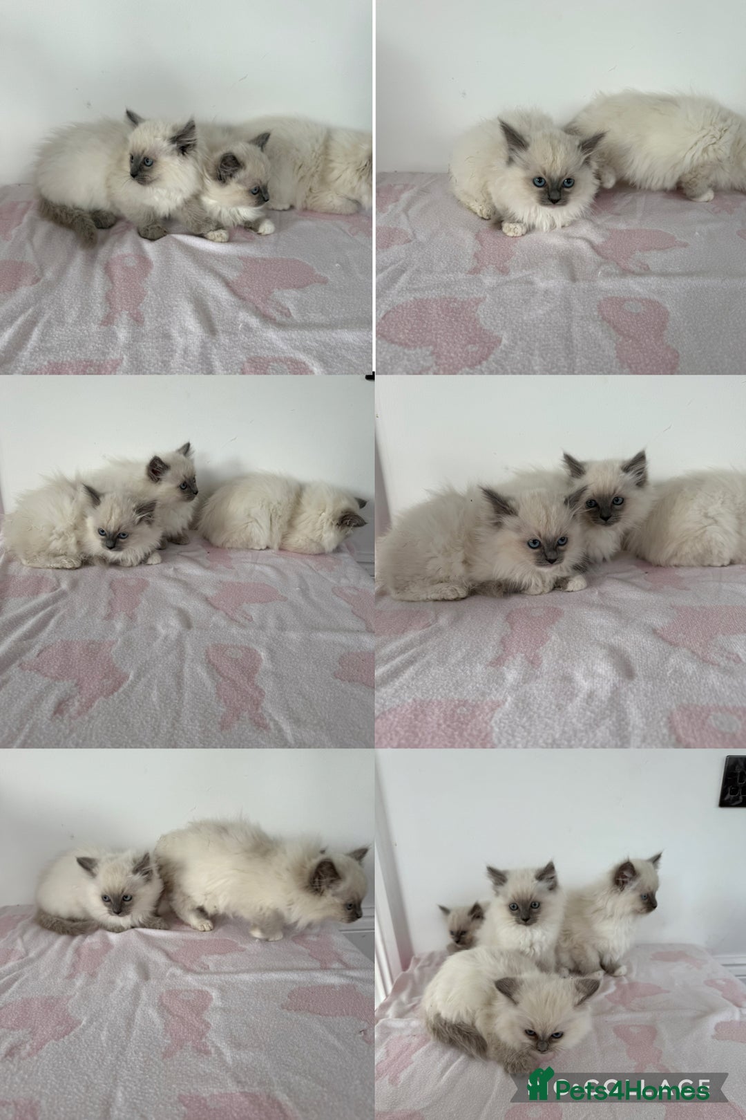 Ragdoll cats for sale: Beautiful ragdoll kittens  - Image 23