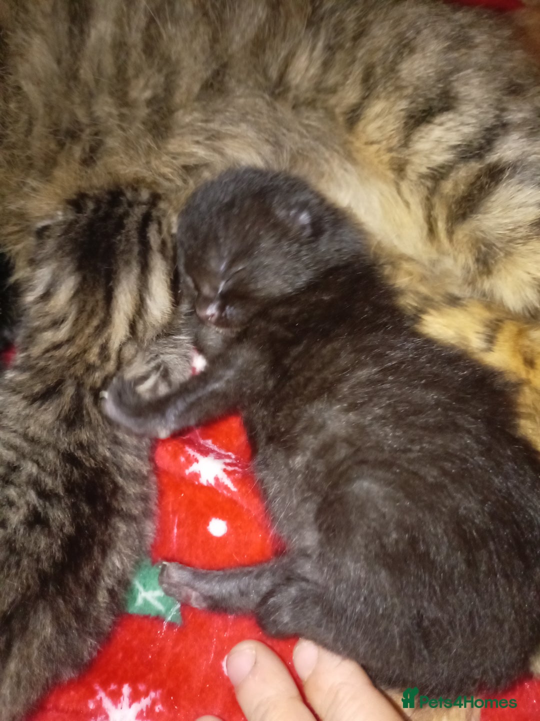 Ragdoll cats for sale: ragamuffin  - Advert 4