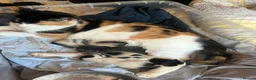 Mixed Breed cats for sale: Four kittens for sale. in Rugeley - Advert 1