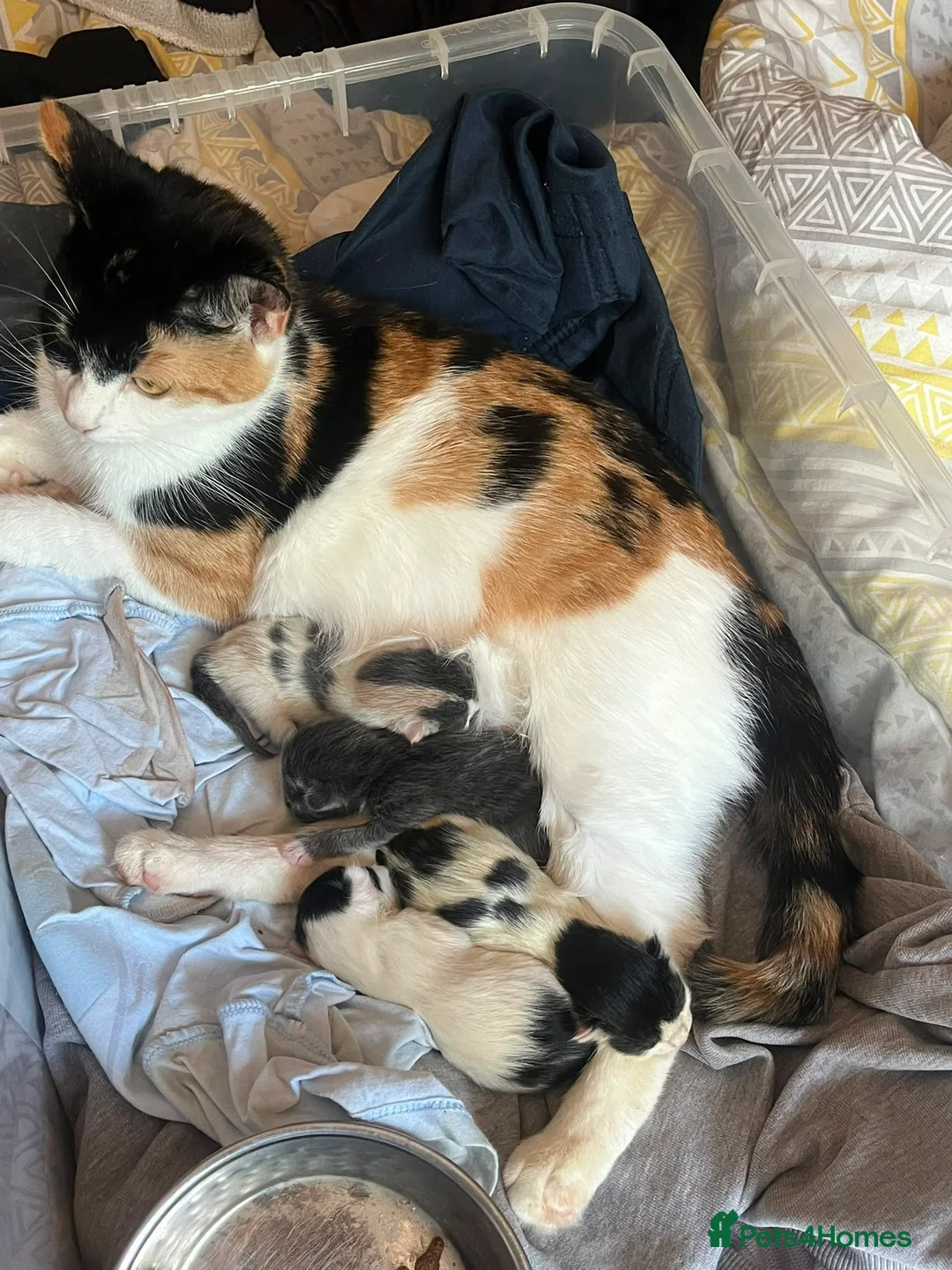 Mixed Breed cats for sale: Four kittens for sale. in Rugeley - Advert 1