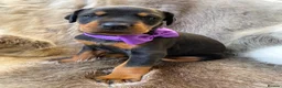 Dobermann dogs for sale: *KC REGISTERED* HEALTH TESTED DOBERMAN PUPPIES* - Advert 21