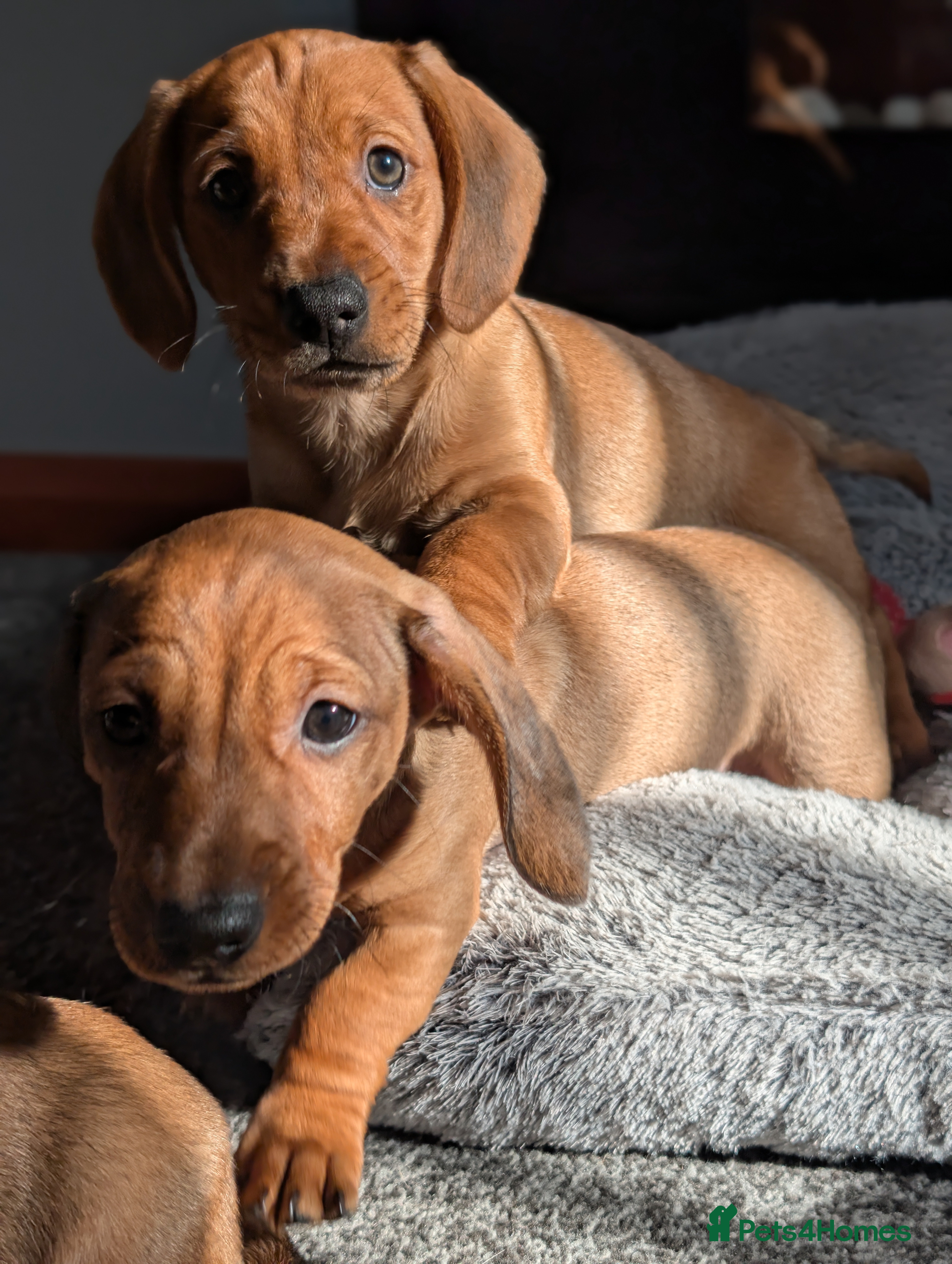 Mixed Breed dogs 3/4 Dachshund cross 1/4pug puppies - Advert 18