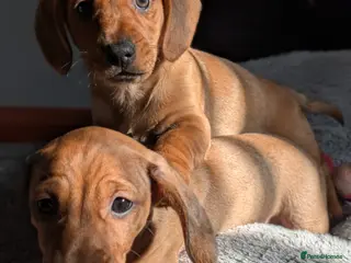 Mixed Breed dogs 3/4 Dachshund cross 1/4pug puppies - Advert 18