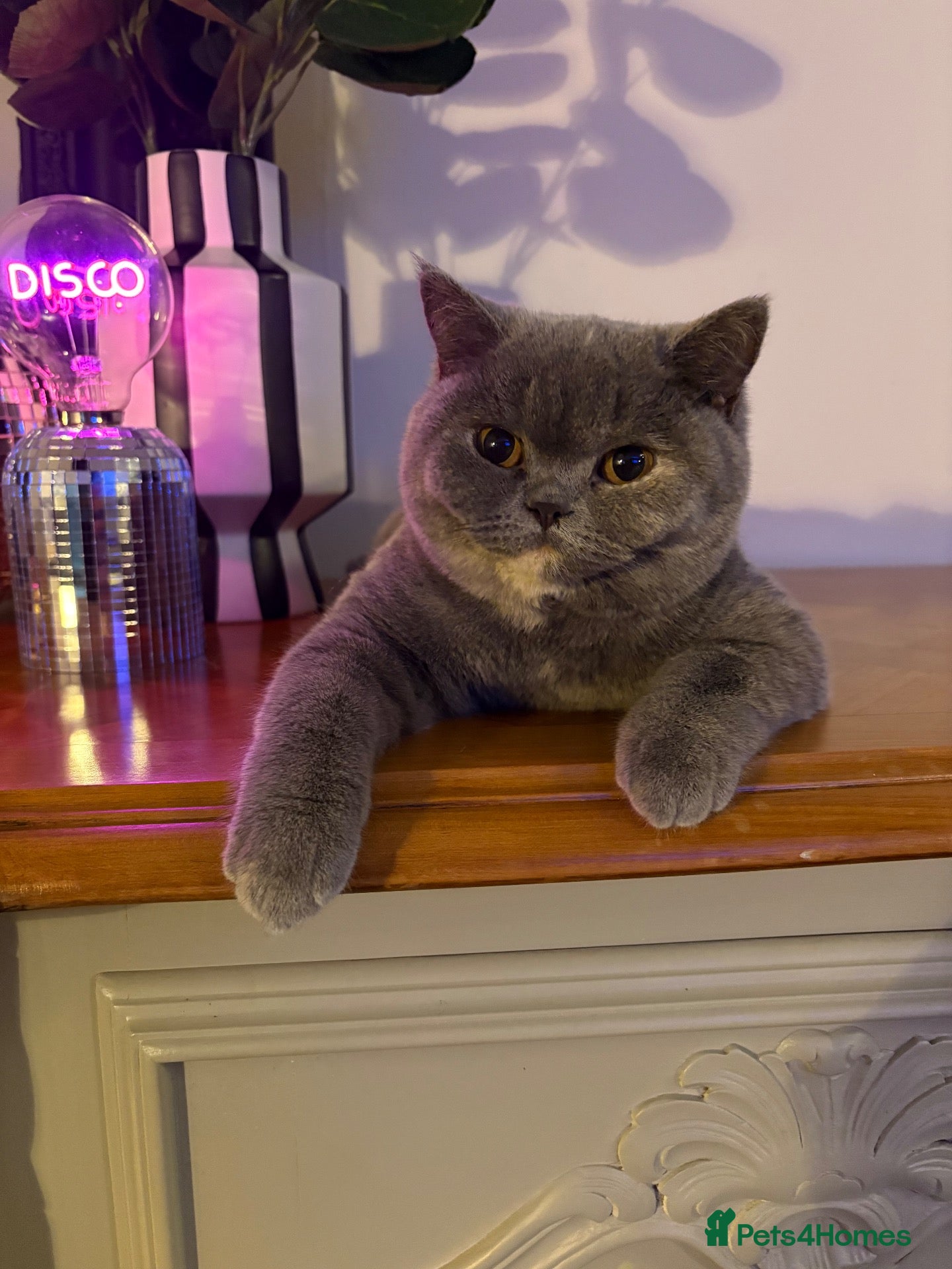 British Shorthair cats GCCF British Shorthair BlueCream Tortie Amber Eyes - Advert 1