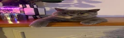 British Shorthair cats for sale: GCCF British Shorthair BlueCream Tortie Amber Eyes - Advert 1