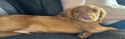 Cocker Spaniel dogs for sale: Rico the cocker  - Advert 4