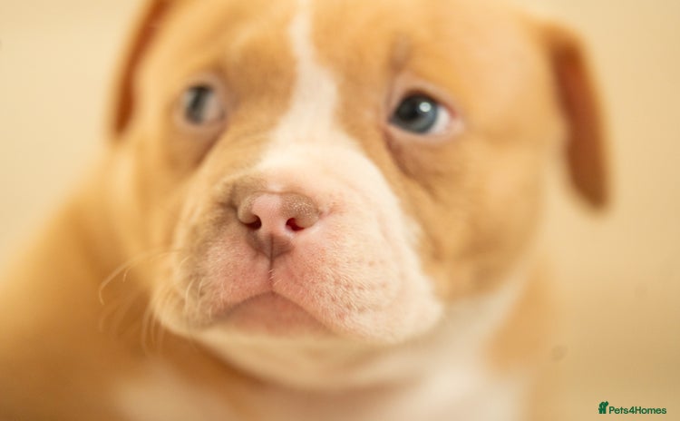 American Bully dogs Extraordinary Pocket Bully pups - Advert 9