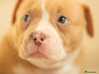 American Bully dogs Extraordinary Pocket Bully pups - Advert 3