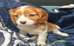 Cavalier King Charles Spaniel dogs for sale: 🩷KC Registered Cavalier King Charles Spaniels 🩷 - Image 5