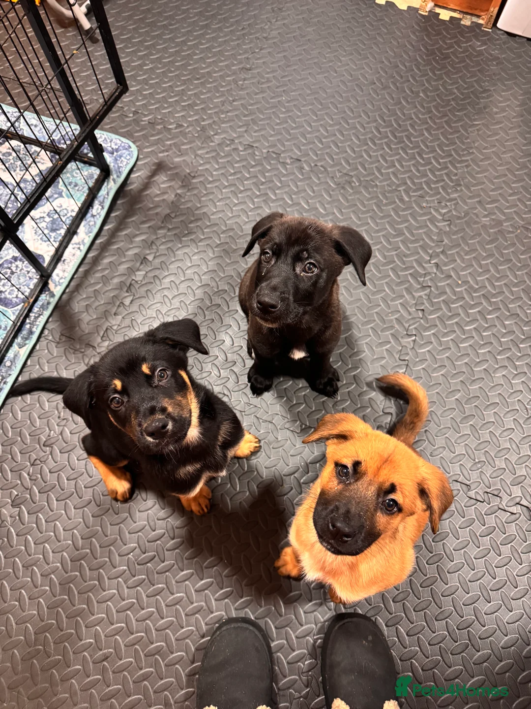 Mixed Breed dogs for sale: RARE BLUE EYE Sholly  ** tiff x Husky  - Advert 1