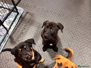 Mixed Breed dogs RARE BLUE EYE Sholly ** tiff x Husky - Advert 16