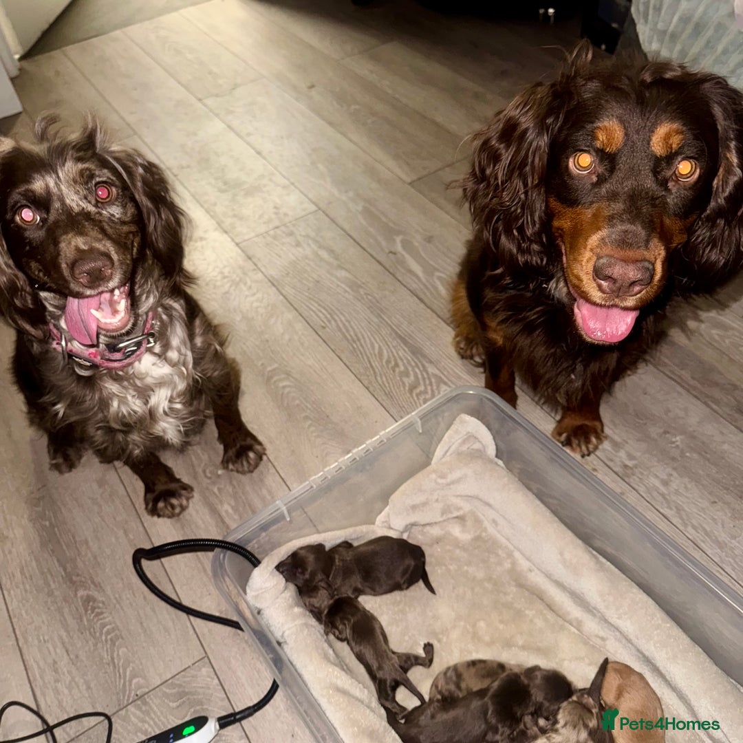 Cocker Spaniel dogs for sale: 5th GENERATION with FTCH CHAMPION BLOODLINE 😍 - Advert 1