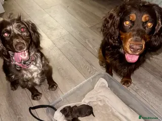 Cocker Spaniel dogs 5th GENERATION with FTCH CHAMPION BLOODLINE 😍 - Advert 3