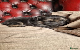 German Shepherd dogs for sale: Long-Haired Straight Back German Shepherd Puppies - Image 5