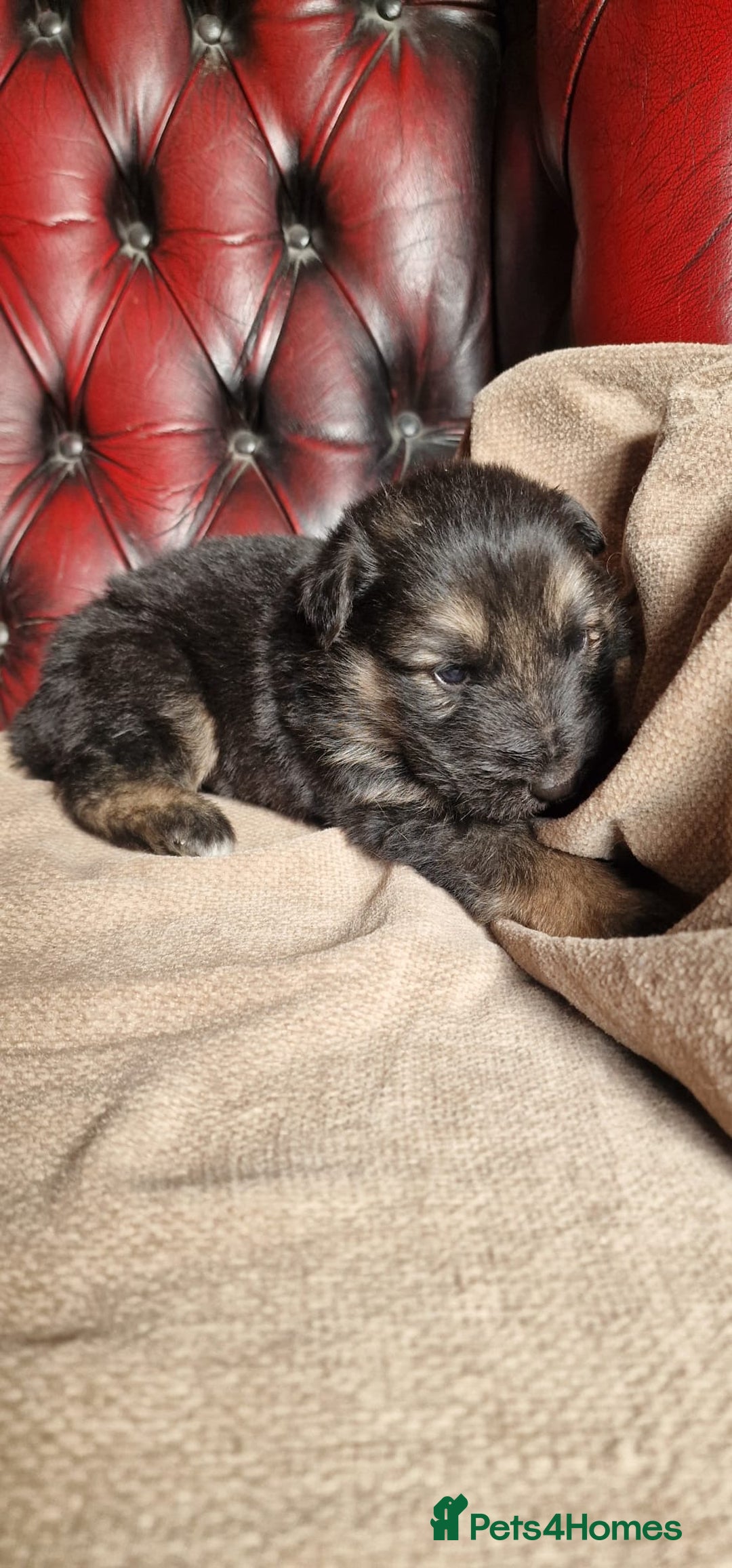 German Shepherd dogs for sale: Long-Haired Straight Back German Shepherd Puppies - Image 5