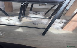 Persian cats for sale: Purrrfect Persians 😻😻😻 - Image 13
