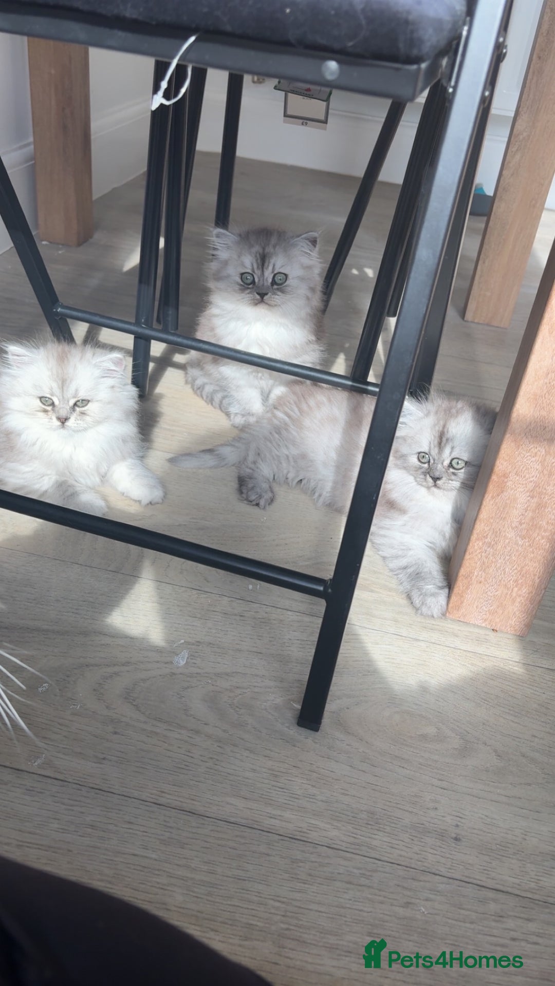 Persian cats for sale: Purrrfect Persians 😻😻😻 - Image 13