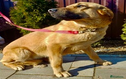 German Shepherd dogs for adoption: Sheila’s Story: Left Alone, Still Waiting for Love - Image 7