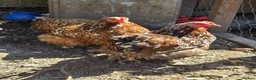 Chickens poultry for sale: Week old chicks - Advert 6