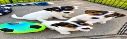 Jack Russell dogs for sale: Jack Russell's for sale in Slough - Advert 1