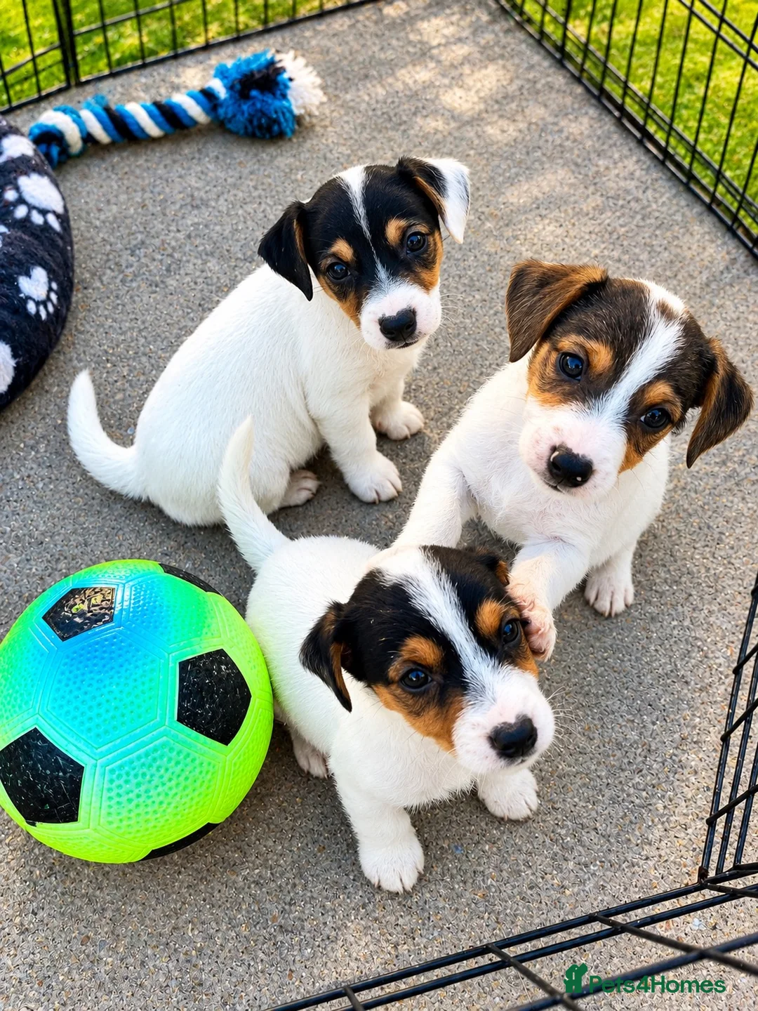 Jack Russell dogs for sale: Jack Russell's for sale in Slough - Advert 1